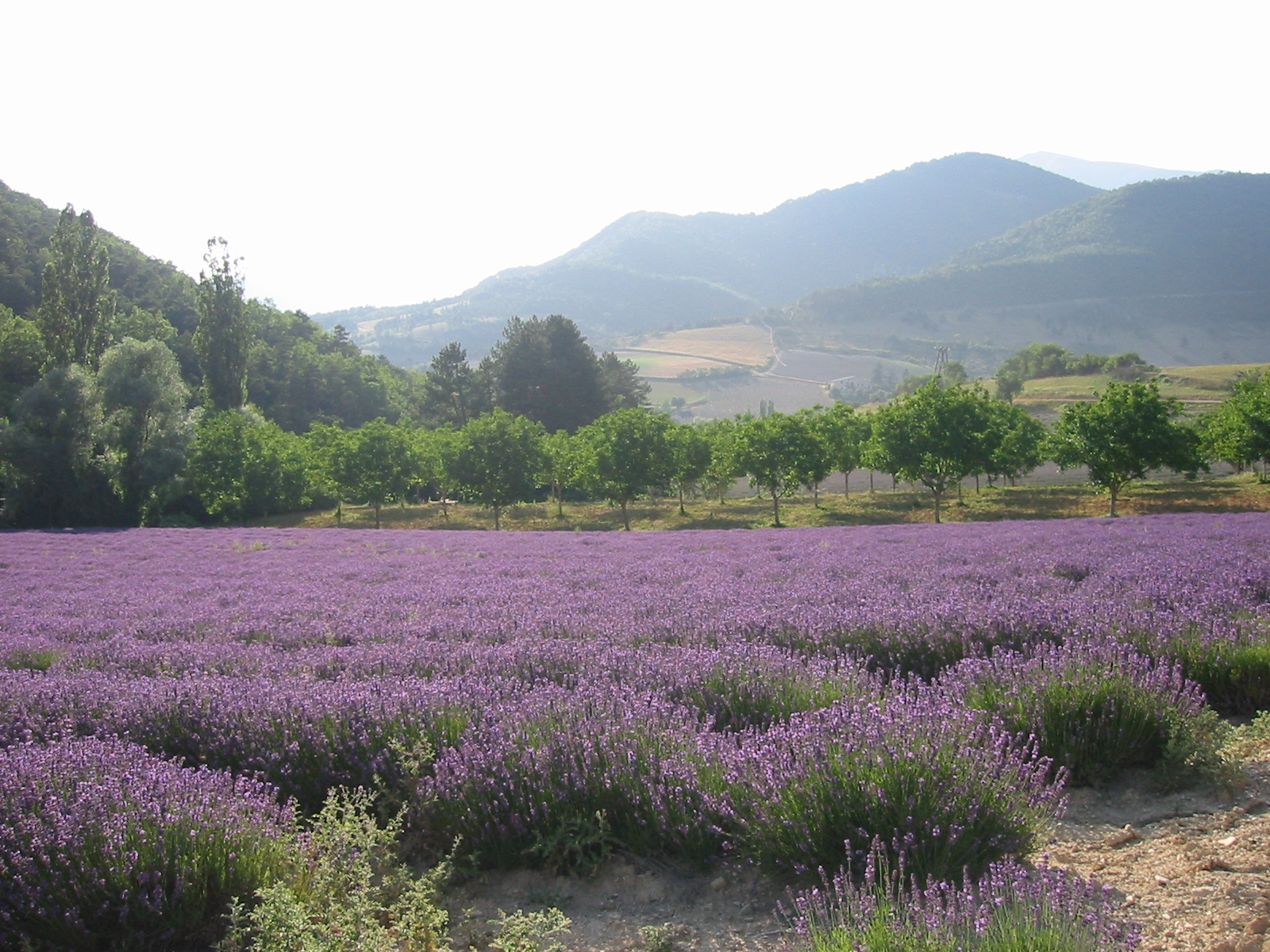 Champs de lavande Luberon