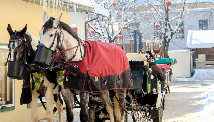 chevaux hiver