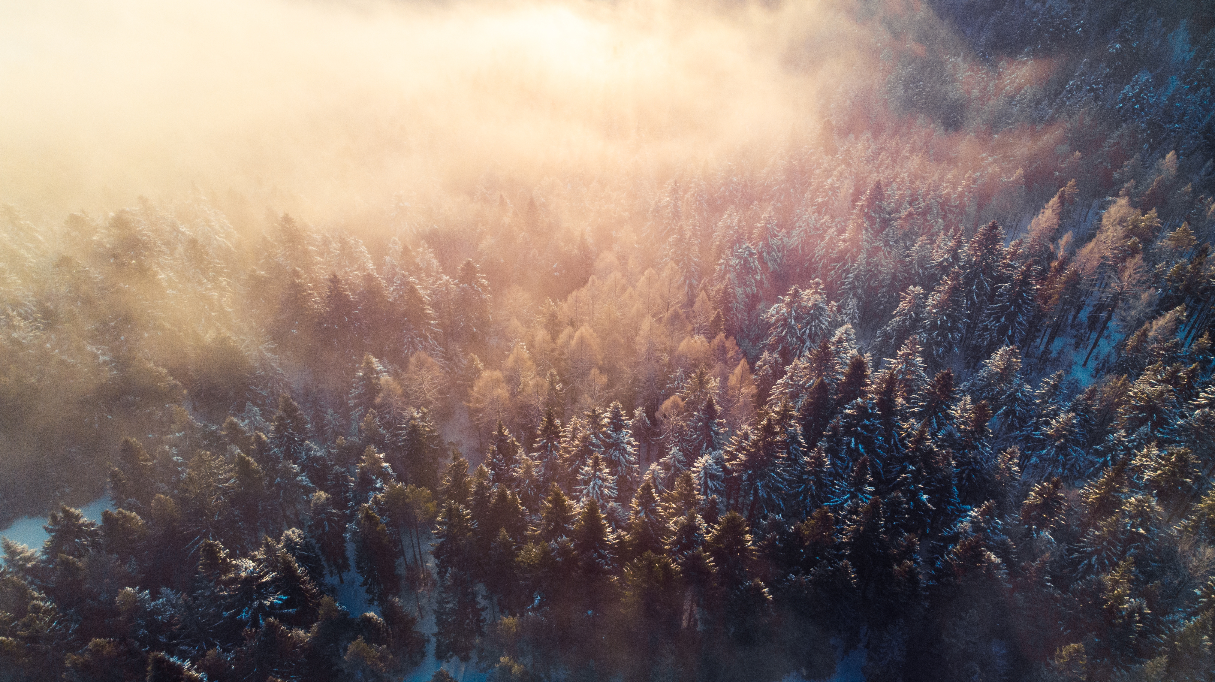 Forêt de sapin en hiver