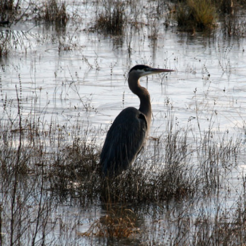 heron ile d'oléron