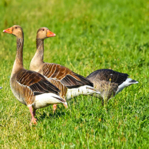 oie périgord