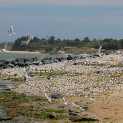 oiseaux ile d'oléron