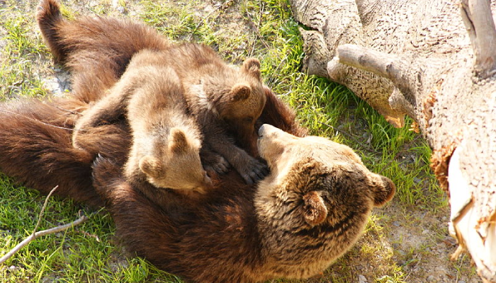 ours brun bébé