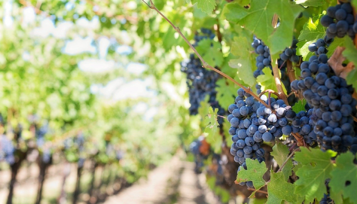 vignobles de bellet alpes maritimes