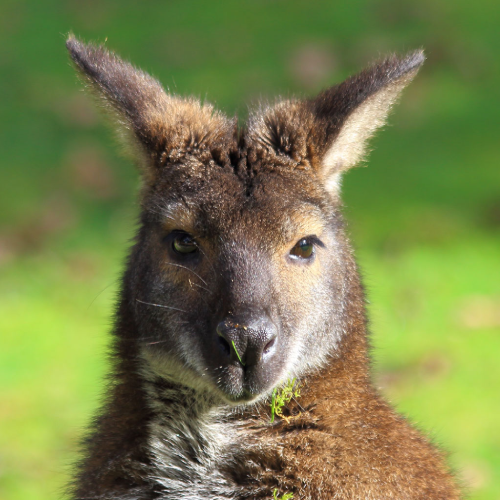 zoo wallaby de bennett