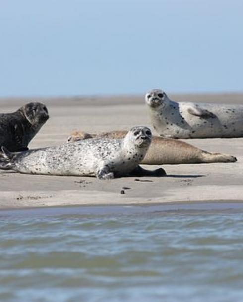 Phoques Bretagne