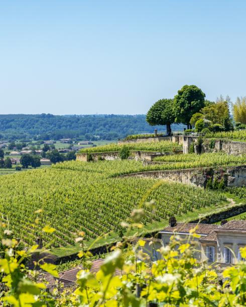 Vignoble Médoc