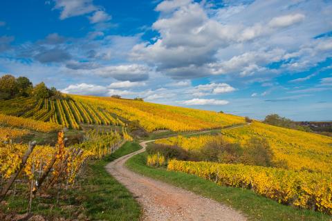 Séjours randonnée en Alsace avec Vacances ULVF