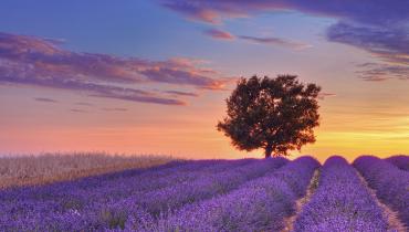 Champs de Lavende