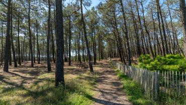 Forêt des Landes