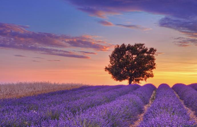 Champs de Lavende